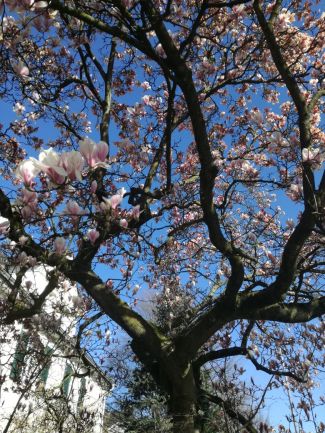 Magnolienbäume am Erkrather Rathaus